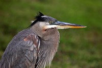 Great Blue Heron (Click for more images)